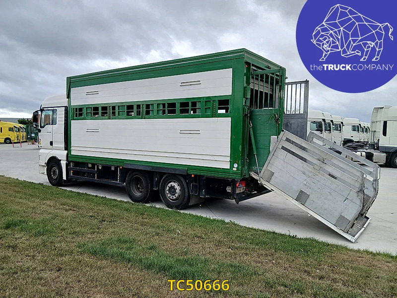MAN TGX 460 - Hayvan nakil aracı kamyon: fotoğraf 3 MAN TGX 460 - Hayvan nakil aracı kamyon: fotoğraf 3
