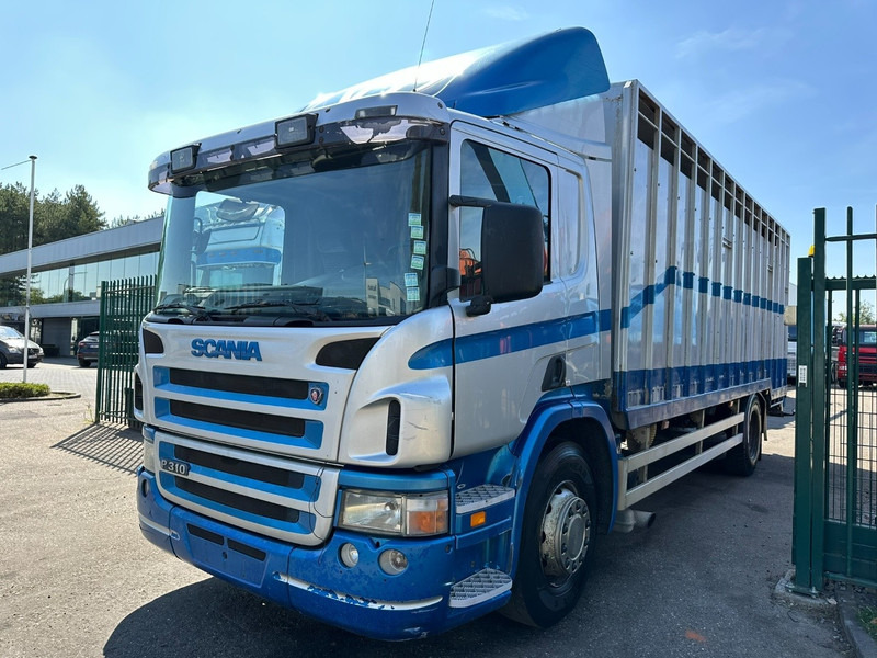 Scania P310 4x2 LIVESTOCK / VEEWAGEN / TIERTRANSPORT / BETAILLERE - ALU BOX 7m - MANUAL - A/C - BELGIAN TRUCK - Hayvan nakil aracı kamyon: fotoğraf 3 Scania P310 4x2 LIVESTOCK / VEEWAGEN / TIERTRANSPORT / BETAILLERE - ALU BOX 7m - MANUAL - A/C - BELGIAN TRUCK - Hayvan nakil aracı kamyon: fotoğraf 3