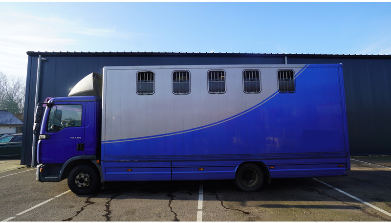 MAN TGL 8.180 HORSE TRANPORT 515.000KM - At taşıma aracı: fotoğraf 1 MAN TGL 8.180 HORSE TRANPORT 515.000KM - At taşıma aracı: fotoğraf 1