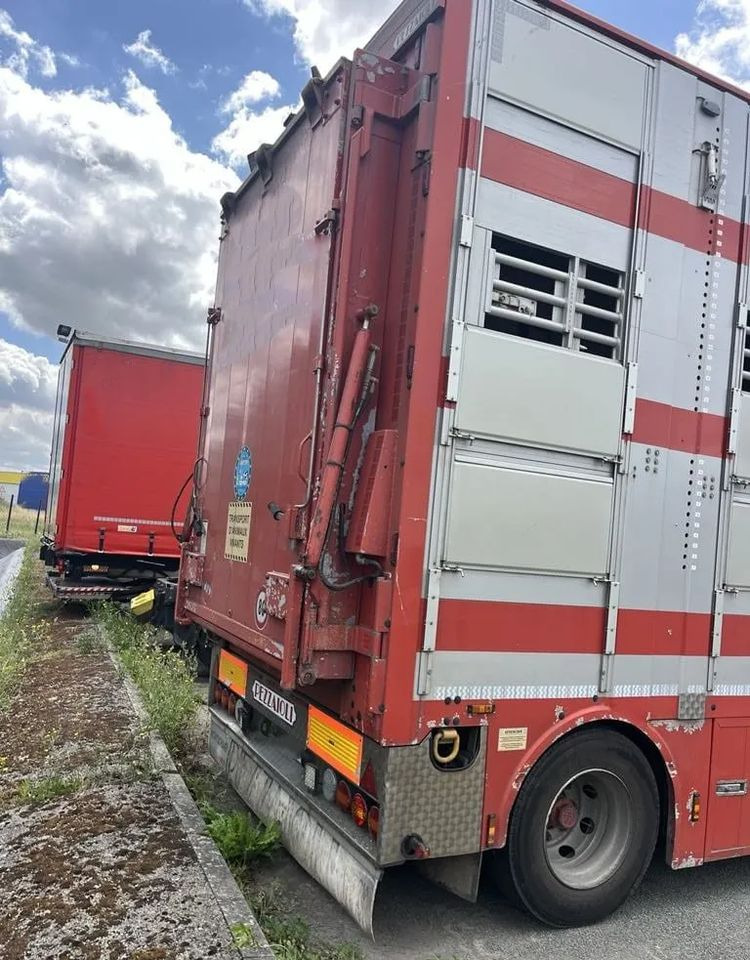 Hayvan nakil aracı kamyon DAF XF 460 + Przyczepa Pezzaoli - 3X Trzoda, 2 X Bydło I 3 poziomy  I Podnoszony dach I Hydroburta I Osie Skrętne I Poidła I Wentylatory I Pilot Manualny | Euro5: fotoğraf 6