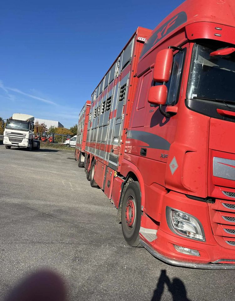 DAF XF 530 + Przyczepa Pezzaoli - 3X Trzoda, 2 X Bydło I 3 poziomy I Podnoszony dach I Hydroburta I Osie Skrętne I Poidła I Wentylatory I Pilot Manualny | - Hayvan nakil aracı kamyon: fotoğraf 4 DAF XF 530 + Przyczepa Pezzaoli - 3X Trzoda, 2 X Bydło I 3 poziomy I Podnoszony dach I Hydroburta I Osie Skrętne I Poidła I Wentylatory I Pilot Manualny | - Hayvan nakil aracı kamyon: fotoğraf 4