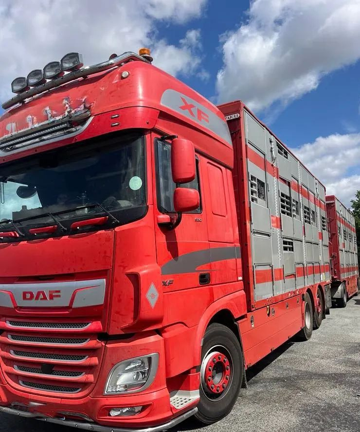 DAF XF 530 + Przyczepa Pezzaoli - 3X Trzoda, 2 X Bydło I 3 poziomy I Podnoszony dach I Hydroburta I Osie Skrętne I Poidła I Wentylatory I Pilot Manualny | - Hayvan nakil aracı kamyon: fotoğraf 1 DAF XF 530 + Przyczepa Pezzaoli - 3X Trzoda, 2 X Bydło I 3 poziomy I Podnoszony dach I Hydroburta I Osie Skrętne I Poidła I Wentylatory I Pilot Manualny | - Hayvan nakil aracı kamyon: fotoğraf 1